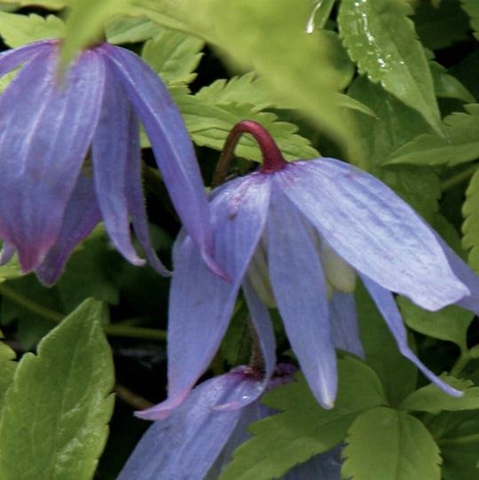 clematis macropetala maidwell hall