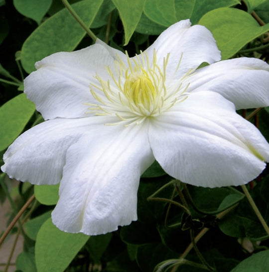 Clematis Madame Le Coultre