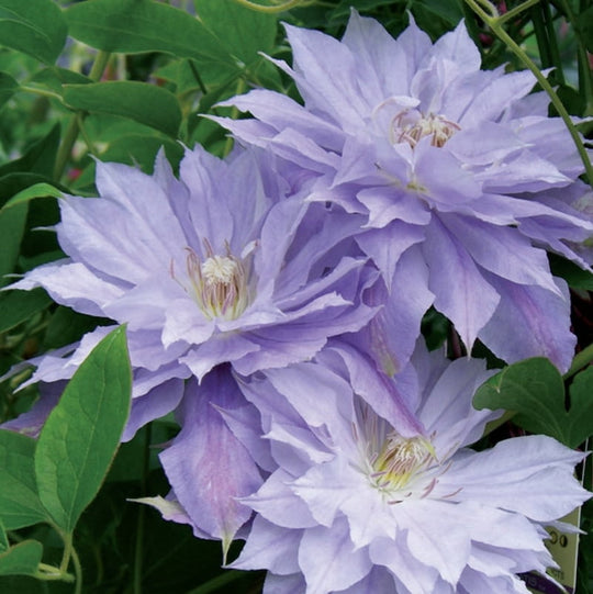 Clematis Mrs P. T. James