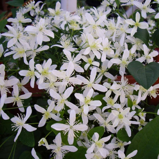 Clematis Paniculata (Terniflora) - Sweet Autumn