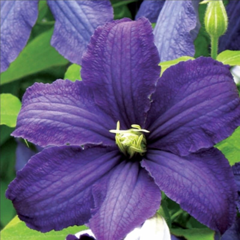 Clematis Rhapsody