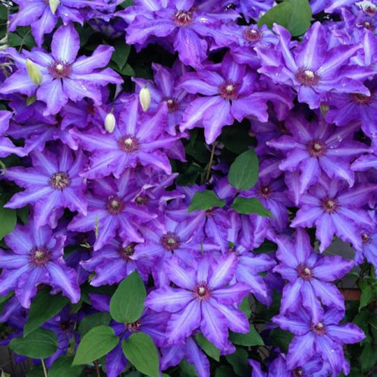 Clematis Royal Cascade