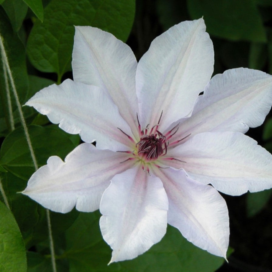 Clematis Snow Queen