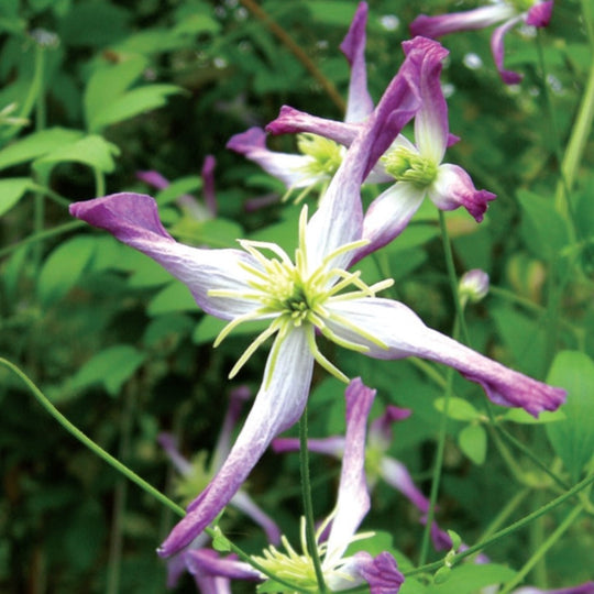 Clematis triternata Rubromarginata