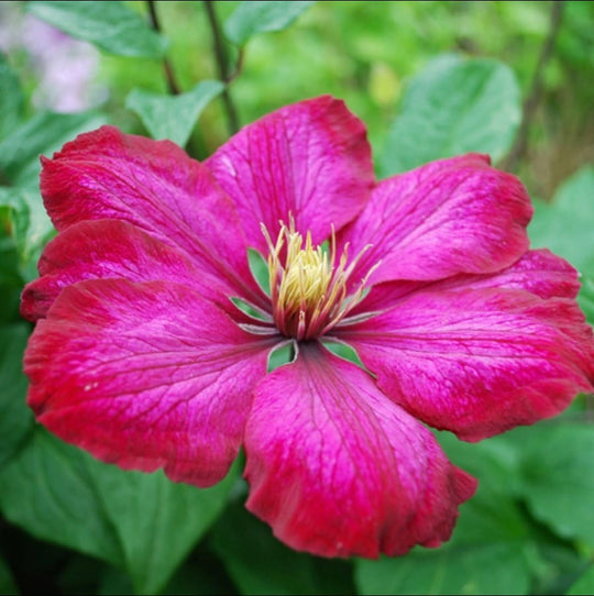 Clematis Ville De Lyon