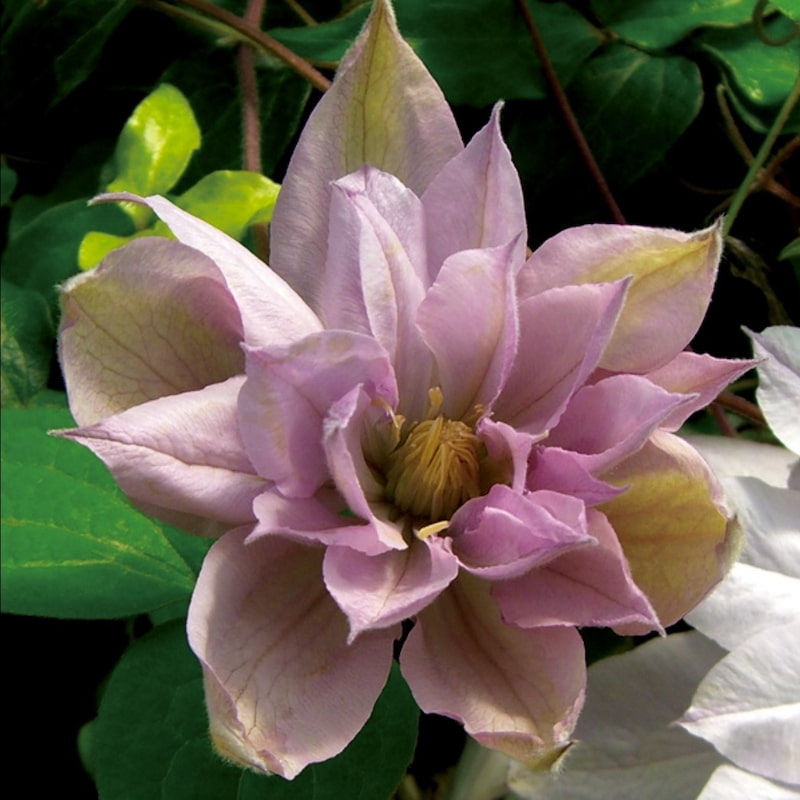 clematis violet elizabeth