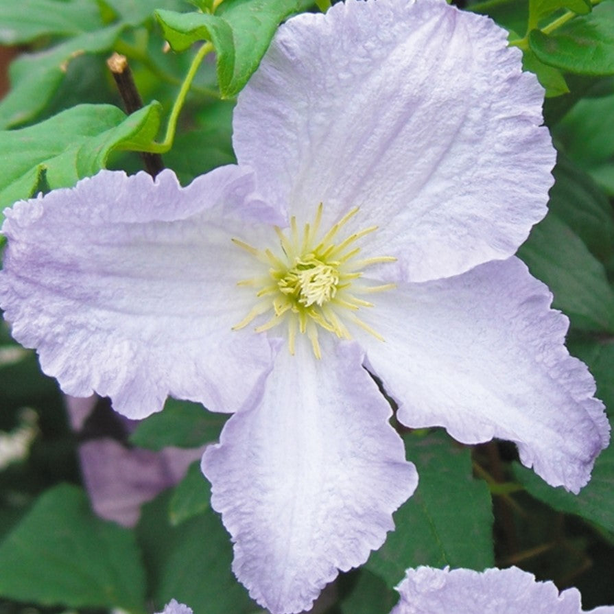 Clematis Viticella Blue Angel