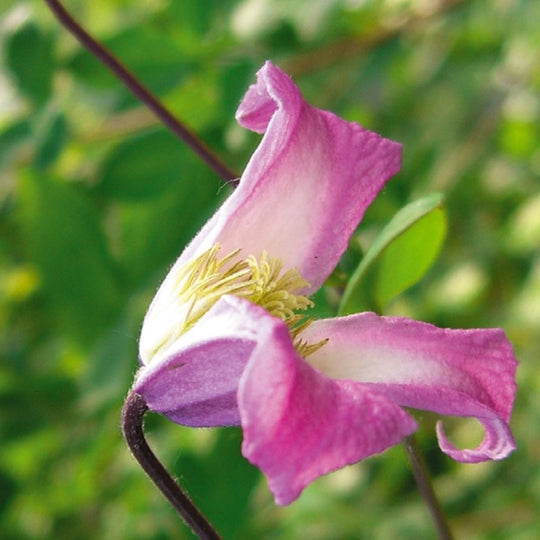 Clematis Viticella Minuet