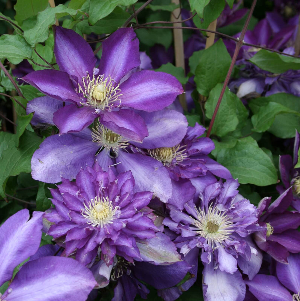 Clematis Royalty