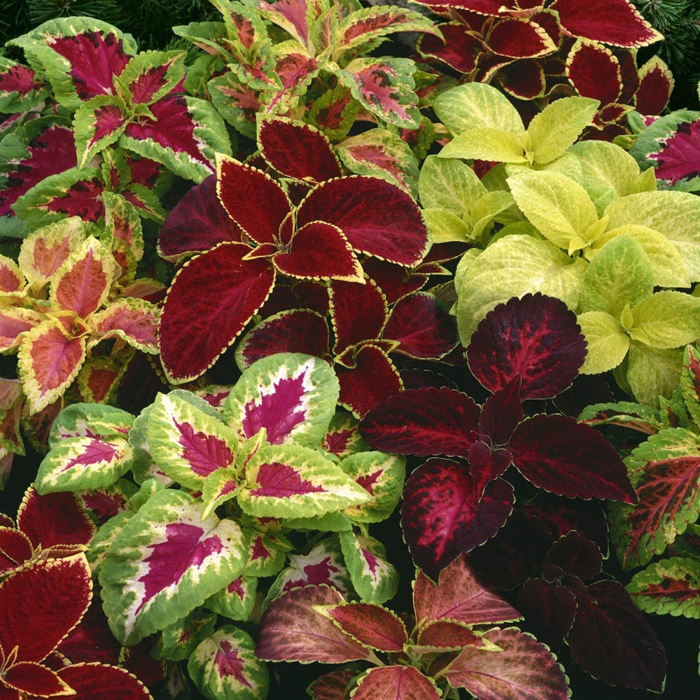 Coleus  Rainbow Mix - Pacific Northwest Seeds