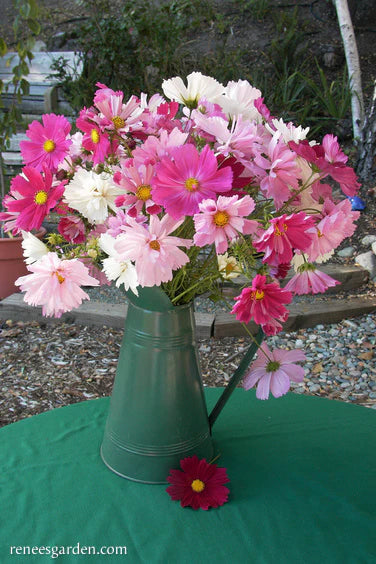 Cosmos Dancing Petticoats - Renee's Garden