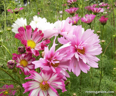Cosmos Dancing Petticoats - Renee's Garden
