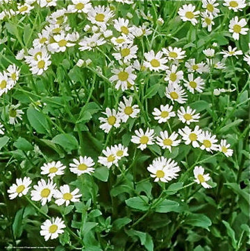 Costmary - Eagleridge Seeds