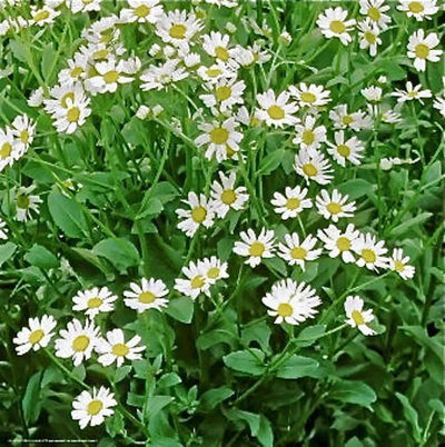 Costmary - Eagleridge Seeds