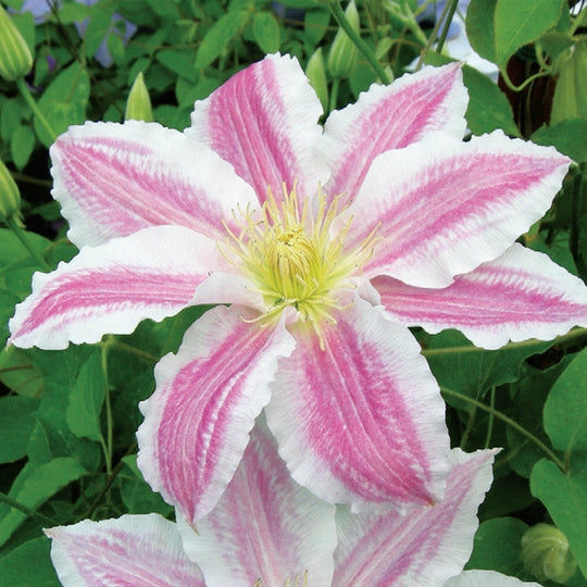 Clematis Vancouver Cotton Candy