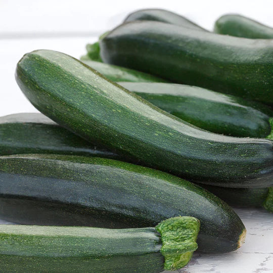 Zucchini (Courgette) Midnight F1 - Mr. Fothergill's Seeds