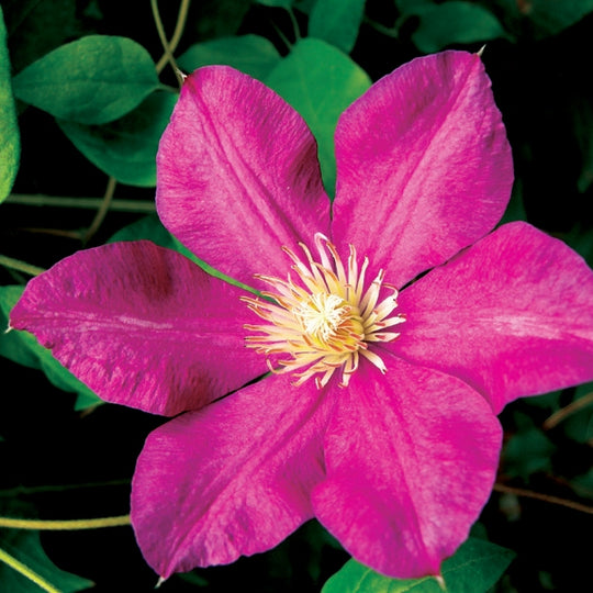 Clematis Crimson Star