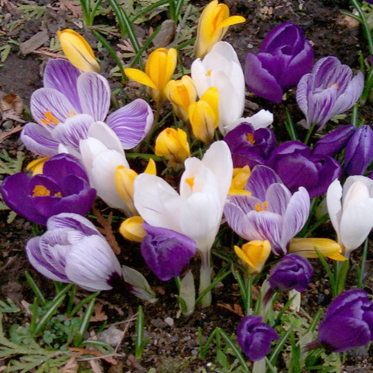 Crocus - Large Flowering Mix, 10 Pack