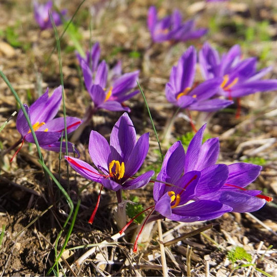 Saffron Crocus - Sativus (Fall Flowering), 5 Pack