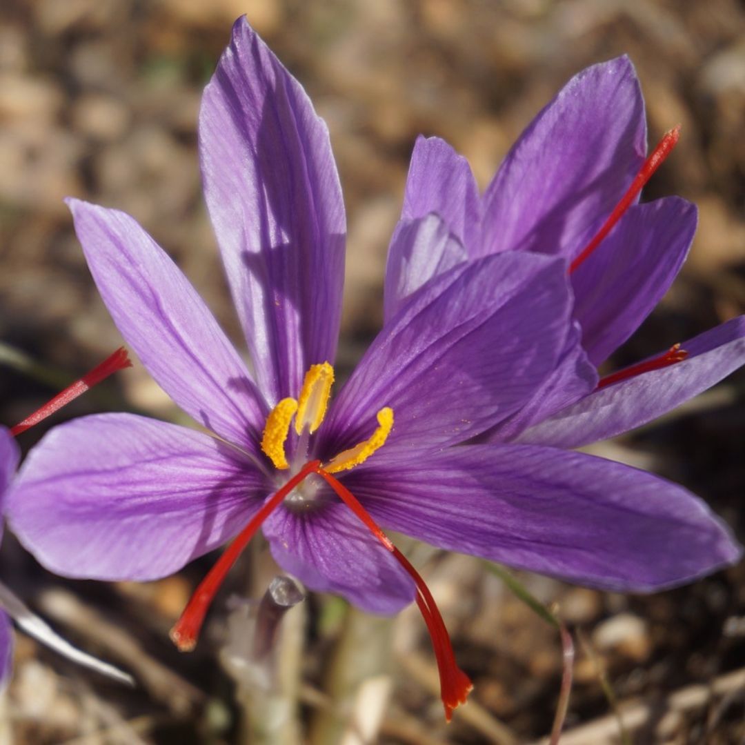 Saffron Crocus - Sativus (Fall Flowering), 5 Pack