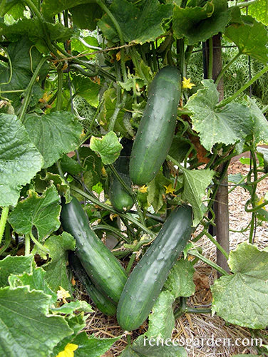 Organic Cucumber Patty’s Marketmore - Renee's Garden