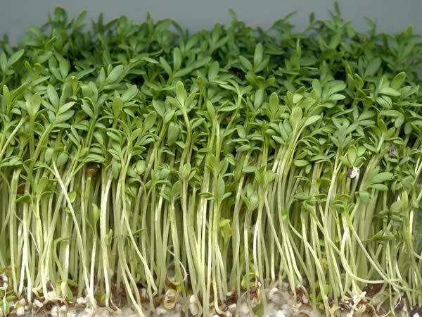 Cress Curled Peppergrass - Pacific Northwest Seeds