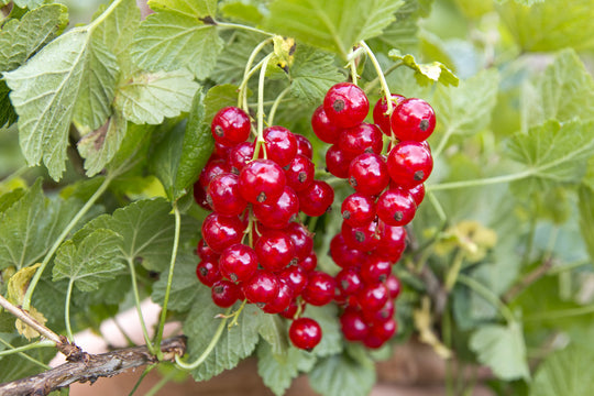 Currant - Red