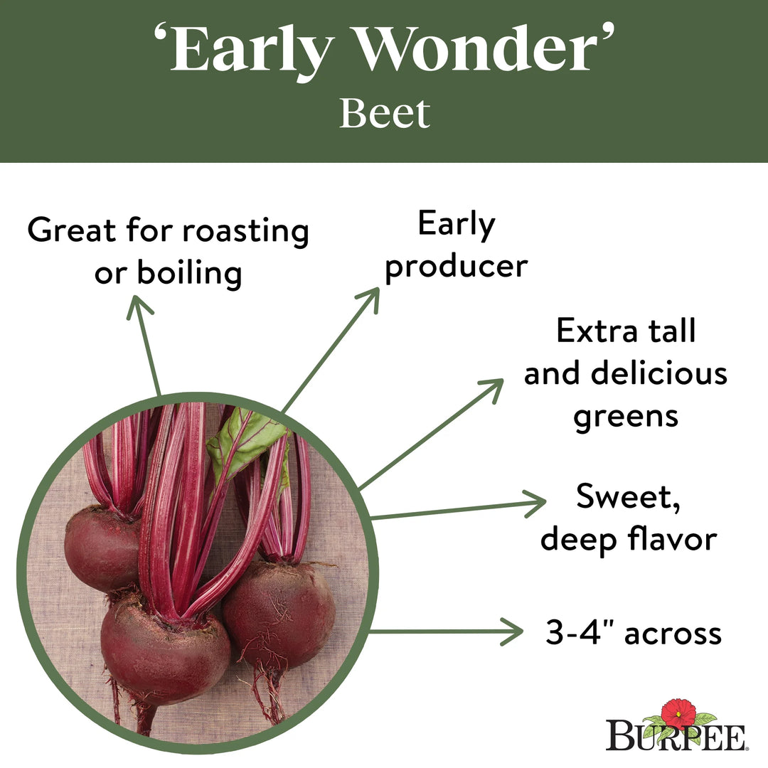 Organic Beet Early Wonder -  Burpee Seeds