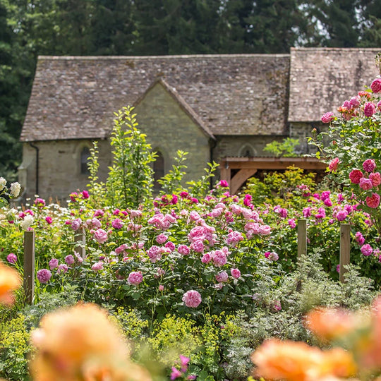 The Ancient Mariner - David Austin Rose