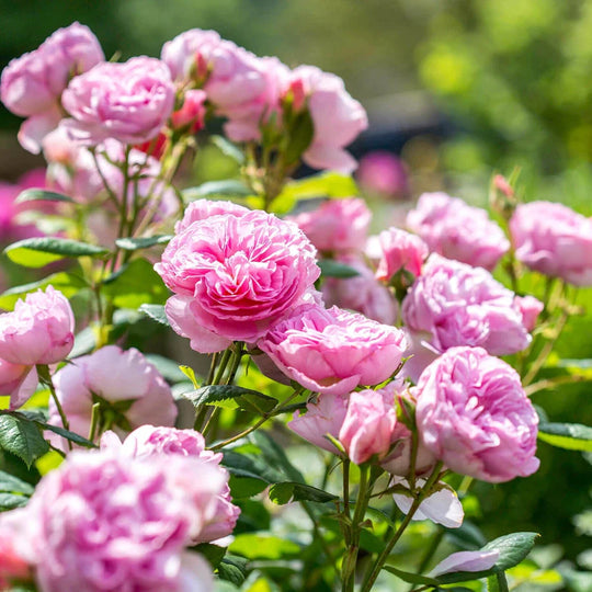 The Ancient Mariner - David Austin Rose