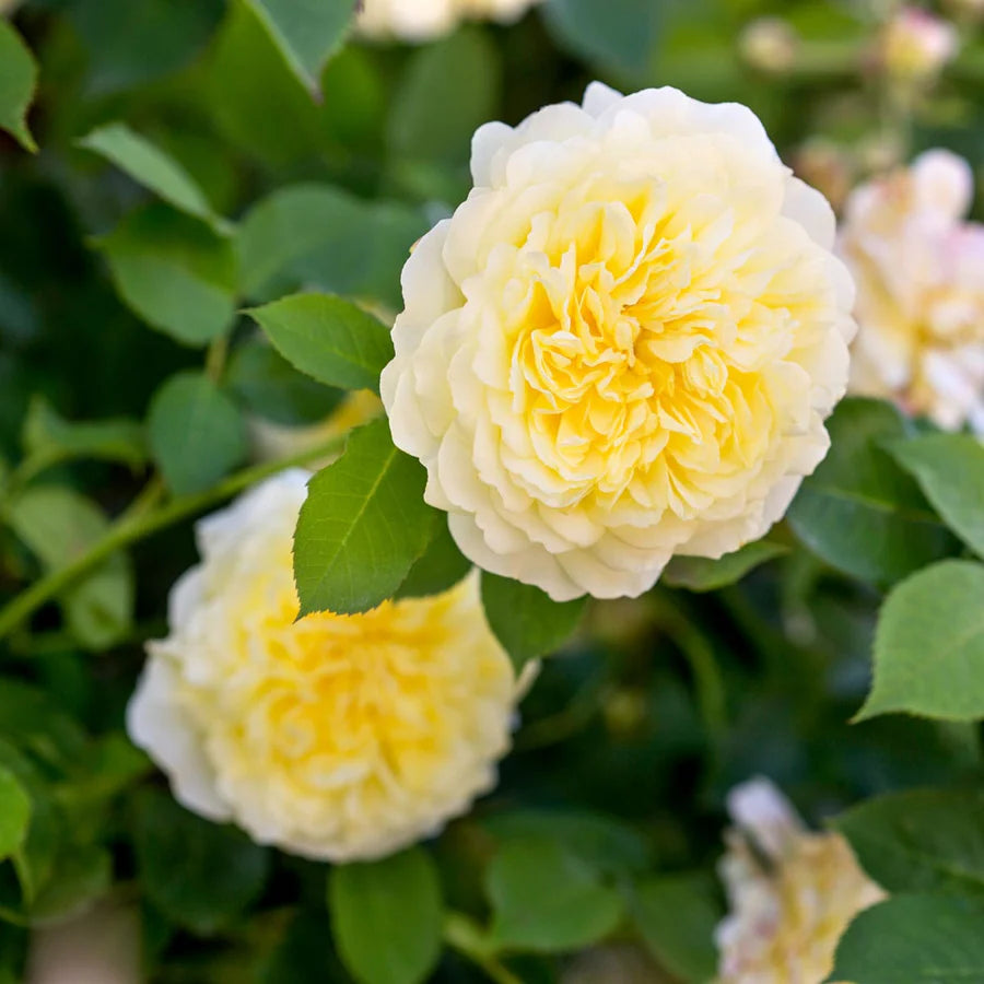 The Pilgrim - David Austin Rose
