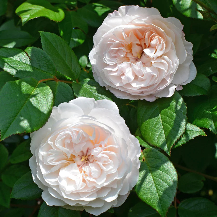 The Albrighton Rambler - David Austin Rose