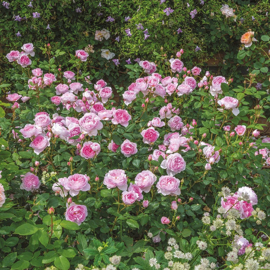 The Ancient Mariner - David Austin Rose