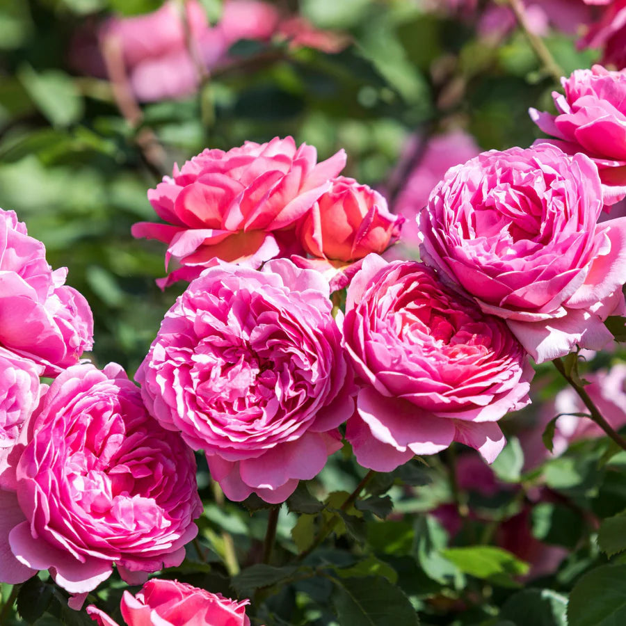 Princess Alexandra of Kent - David Austin Rose
