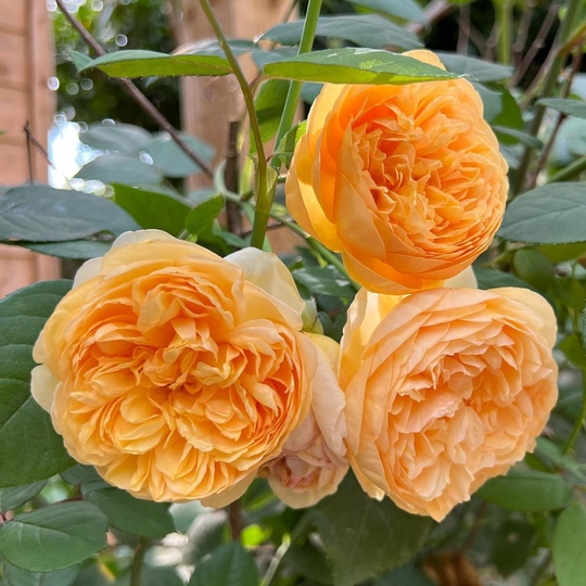 Bring Me Sunshine - David Austin Rose