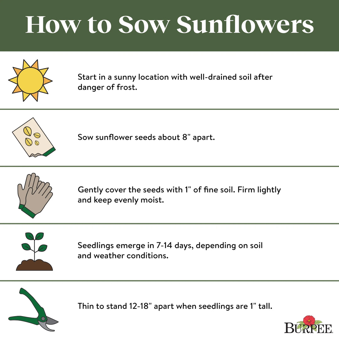 Organic Sunflower Mammoth - Burpee Seeds