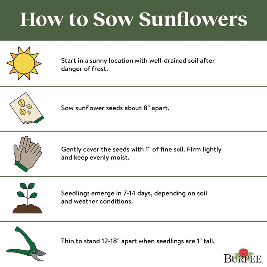 Organic Sunflower Mammoth - Burpee Seeds