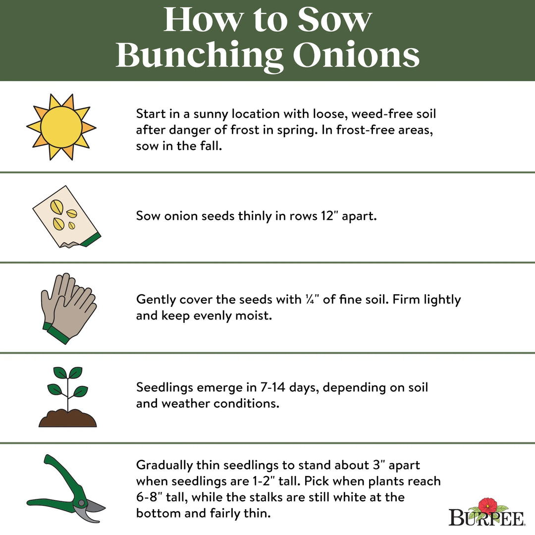 Organic Onion Long White - Burpee Seeds