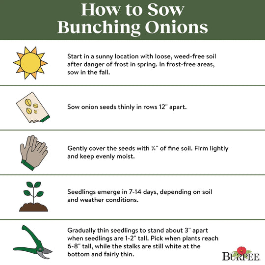 Organic Onion Long White - Burpee Seeds