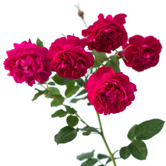 Thomas À Becket - David Austin Rose