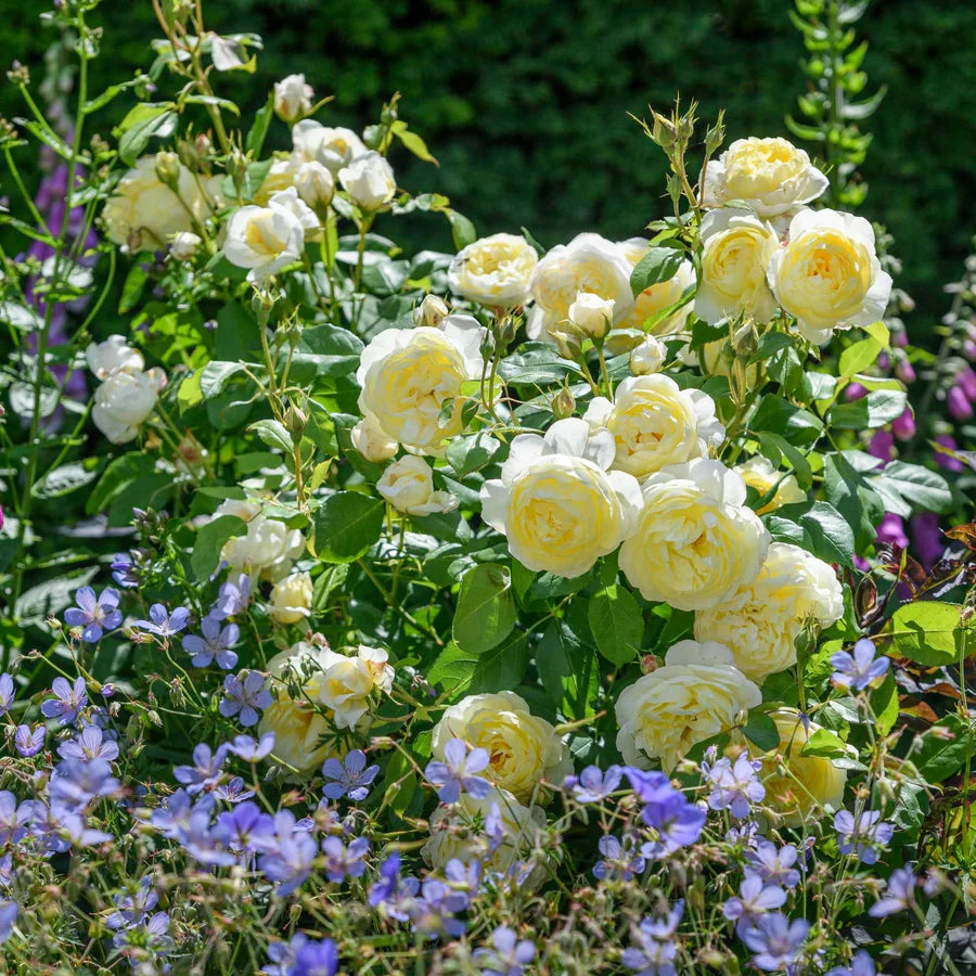Vanessa Bell - David Austin Rose
