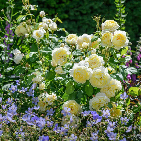 Vanessa Bell - David Austin Rose