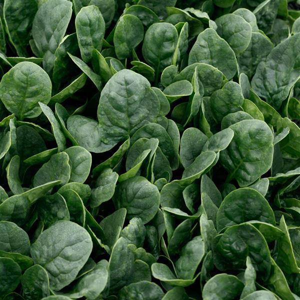 Spinach Countryside - Pacific Northwest Seeds