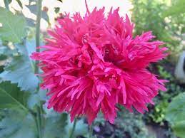 Pink Frilly Poppy - Eagleridge Seeds