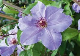 Clematis Ramona