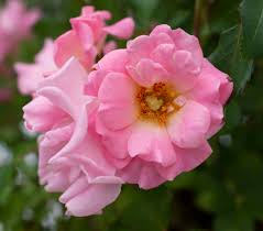 Blushing Drift - Star Roses and Plants