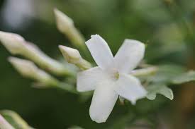 Jasmine Officinale