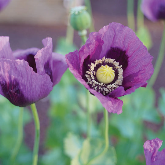 Poppy Hungarian Blue - Burpee Seeds