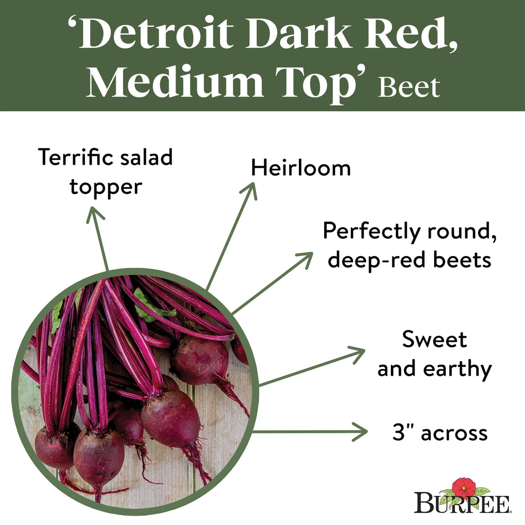 Organic Beet Detroit Dark Red - Burpee Seeds