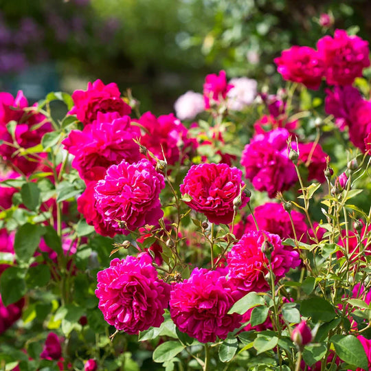 Thomas À Becket - David Austin Rose